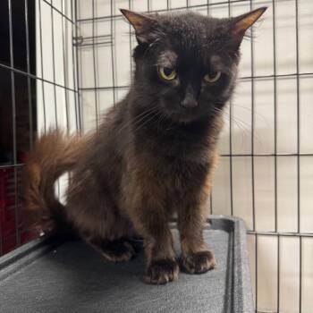 Missy ARC26 - 217 -  Domestic Medium Hair Cat for Adoption in Akron, New York - Missy ARC26 - 217 | PetCurious