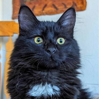 Rescue Domestic Short Hair Cats for Adoption in Laramie, Wyoming - Truffle | PetCurious