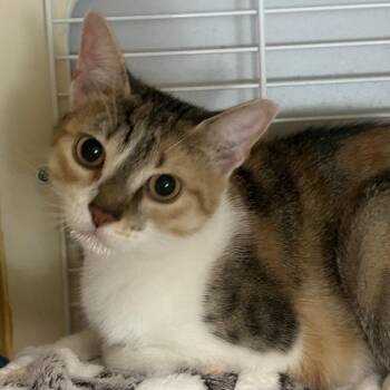 Beauty -  Domestic Short Hair Cat for Adoption - Beauty | PetCurious