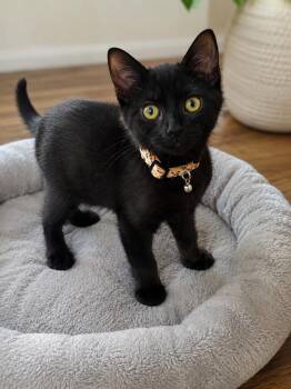 Astra -  Domestic Short Hair Cat for Adoption in Calimesa, California - Astra | PetCurious