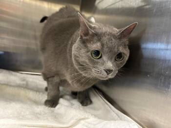 Domestic Short Hair Cats Available for Adoption - SHARON | PetCurious