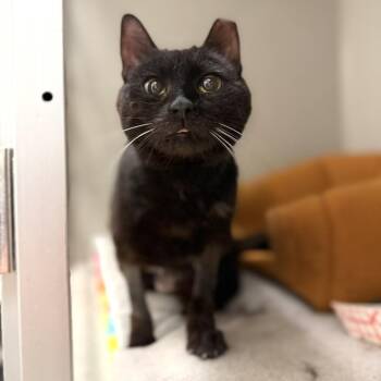 Shadowfall -  Domestic Short Hair Cat Available for Adoption in Philadelphia, Pennsylvania - Shadowfall | PetCurious