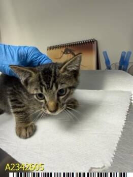 BULLDOZER -  Domestic Short Hair Cat for Adoption in West Palm Beach, Florida - BULLDOZER | PetCurious