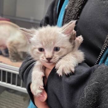 Turtle Pecan Cluster -  Siamese Cat for Adoption in North Battleford, Saskatchewan - Turtle Pecan Cluster | PetCurious