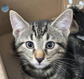 Ankle Socks -  Domestic Short Hair Cat for Adoption - Ankle Socks | PetCurious