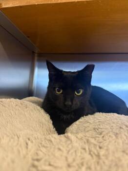 Mocha -  Domestic Short Hair Cat for Adoption in Wilmington, North Carolina - Mocha | PetCurious