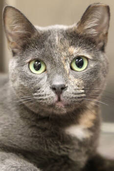 Rescue Domestic Short Hair Cats for Adoption in Fort Worth, Texas - Marlie | PetCurious