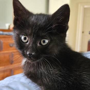 Domestic Short Hair Cats Available for Adoption in Newark, New Jersey - Concord | PetCurious