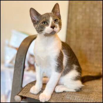 Rescue Domestic Short Hair Cats for Adoption in Roswell, Georgia - Tatertot | PetCurious