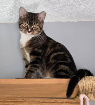 Rescue Domestic Short Hair Cats for Adoption - Chance | PetCurious