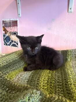 Spongebob -  Domestic Short Hair Cat Available for Adoption in Freeport, New York - Spongebob | PetCurious