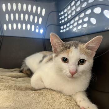 Pinto -  Domestic Medium Hair Cat for Adoption in West Palm Beach, Florida - Pinto | PetCurious