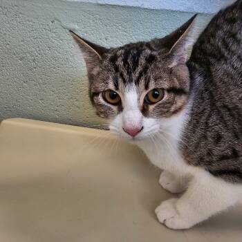 Rescue Domestic Short Hair Cats for Adoption in Eureka Springs, Arkansas - Spot | PetCurious