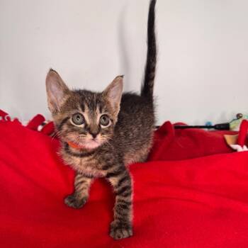 Rescue Domestic Short Hair Cats for Adoption in San Antonio, Texas - Lugnut | PetCurious
