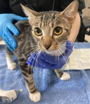 Domestic Short Hair Cats Available for Adoption in Long Beach, California - DAGGETT | PetCurious