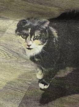 Domestic Short Hair Cats Available for Adoption - Stella | PetCurious