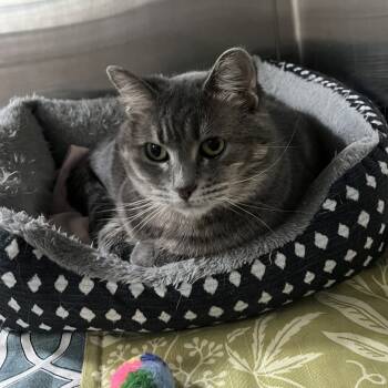 Rescue Domestic Medium Hair Cats for Adoption in Wadena, Minnesota - Zara | PetCurious