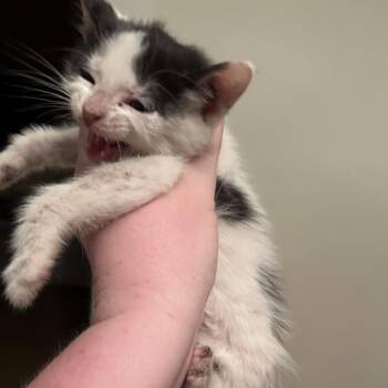 Domestic Short Hair Cats Available for Adoption in Pittsburg, Kansas - Bloom | PetCurious