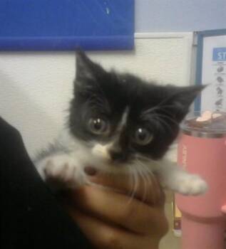 SNAP -  Domestic Short Hair Cat for Adoption in Albuquerque, New Mexico - SNAP | PetCurious