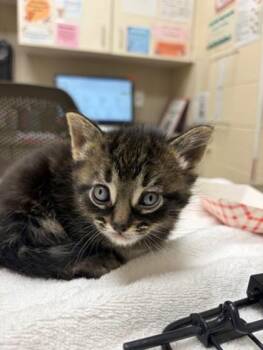 Leopold -  Domestic Short Hair Cat for Adoption in Westland, Michigan - Leopold | PetCurious