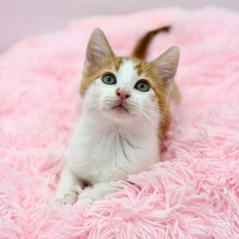 Domestic Short Hair Cats Available for Adoption in Covington, Louisiana - Daffodil  | PetCurious