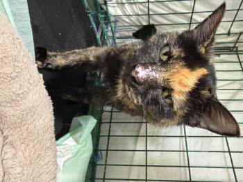 Minnie (2) -  Domestic Short Hair Cat for Adoption in Spring Hill, Florida - Minnie (2) | PetCurious