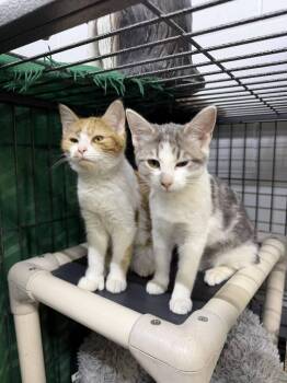 Domestic Short Hair Cats Available for Adoption - Baby Girl | PetCurious