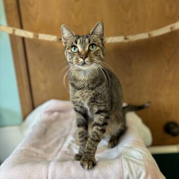 Ribbon -  Domestic Short Hair Cat for Adoption in Fargo, North Dakota - Ribbon | PetCurious
