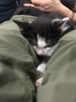 Domestic Short Hair Cats Available for Adoption - Tagalong | PetCurious