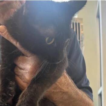 Domestic Short Hair Cats Available for Adoption in San Antonio, Texas - Bro-ski | PetCurious