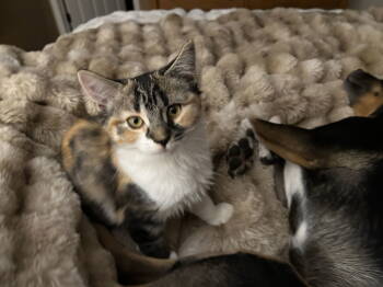 Rescue Domestic Medium Hair and Calico Cats for Adoption in Walled Lake, Michigan - Maraschino | PetCurious