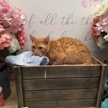 American Shorthair Cats Available for Adoption - Temu | PetCurious