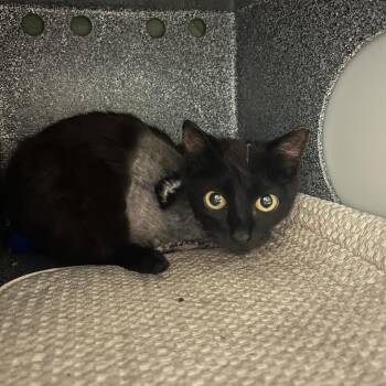 Captain Hook -  Domestic Short Hair Cat for Adoption in Charlottesville, Virginia - Captain Hook | PetCurious