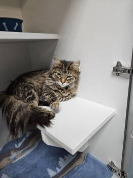 Penny -  Domestic Medium Hair Cat for Adoption in Huntington, Indiana - Penny | PetCurious