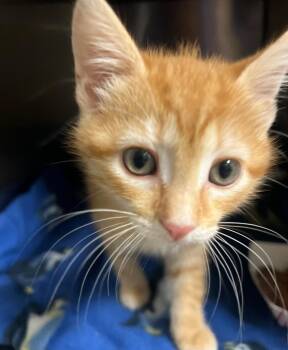 Sweet Potato -  Domestic Short Hair Cat for Adoption in Ocala, Florida - Sweet Potato | PetCurious