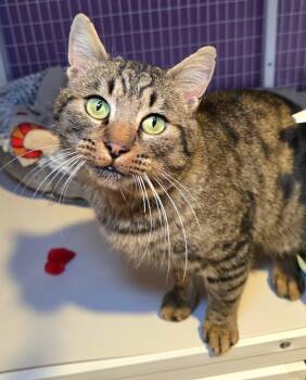 Rescue Domestic Short Hair Cats for Adoption in Vancouver, Washington - Oscar | PetCurious