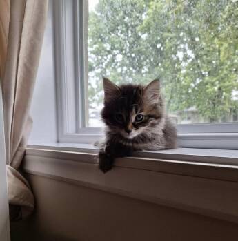 Ivy -  Domestic Short Hair Cat for Adoption in Montreal, Quebec - Ivy | PetCurious