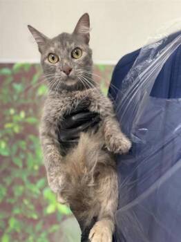 Rescue Domestic Medium Hair and Domestic Short Hair Cats for Adoption in San Antonio, Texas - English Ivy | PetCurious