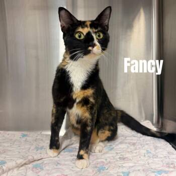 Domestic Short Hair Cats Available for Adoption in Buffalo, Minnesota - Fancy *Meet Me At Plymouth Petsmart* | PetCurious