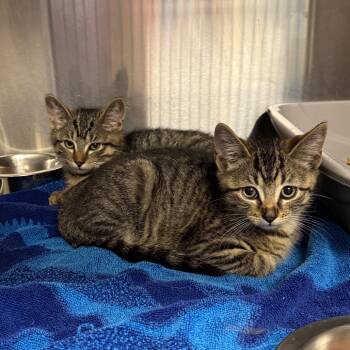 Spark Plug -  Domestic Short Hair Cat for Adoption - Spark Plug | PetCurious