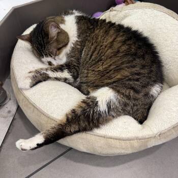 Rosemary -  Domestic Short Hair Cat for Adoption in New York, New York - Rosemary | PetCurious