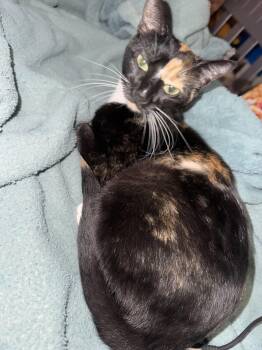 Cali -  Domestic Short Hair Cat for Adoption in Odenton, Maryland - Cali | PetCurious