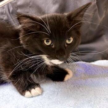 Amalthea -  Domestic Medium Hair and Domestic Short Hair Cat for Adoption in Woodinville, Washington - Amalthea | PetCurious