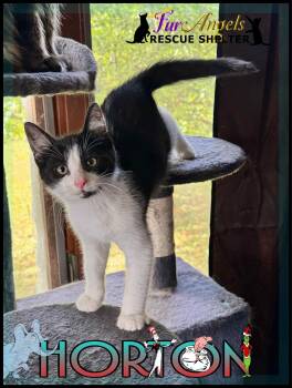Rescue Domestic Short Hair Cats for Adoption in Ottawa Hills, Ohio - Horton | PetCurious