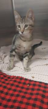 Javert -  Domestic Medium Hair and Domestic Short Hair Cat for Adoption in North Miami Beach, Florida - Javert | PetCurious