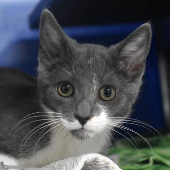 Rescue Domestic Short Hair Cats for Adoption in Los Angeles, California - Dracula | PetCurious