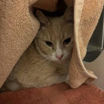 Domestic Short Hair Cats Available for Adoption in Council Bluffs, Iowa - Buffer | PetCurious