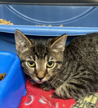 Donatello -  Domestic Short Hair Cat for Adoption in Gautier, Mississippi - Donatello | PetCurious