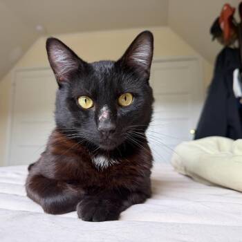 Woody -  Domestic Short Hair Cat for Adoption in Los Altos, California - Woody | PetCurious