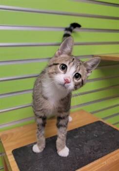 BOMMARITO -  Domestic Short Hair Cat for Adoption in St. Peters, Missouri - BOMMARITO | PetCurious
